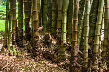 Poster - Vertical pile of bamboo trees in the forest