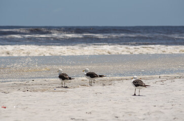 Canvas Print - Beautiful shot of three seagulls on a sand beach with the sea waves in the background