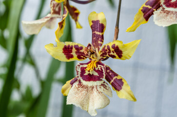Wall Mural - closeup shot of a beautiful colmanara orchid