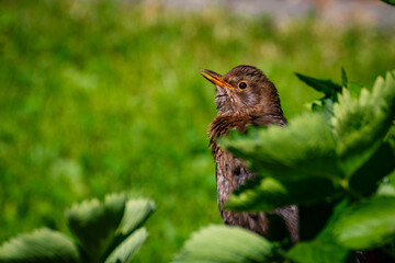 Wall Mural - Closeup shot of a common blackbird in the nature
