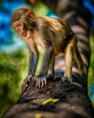 Poster - Close-up image of a monkey on a branch in a lush tropical jungle setting