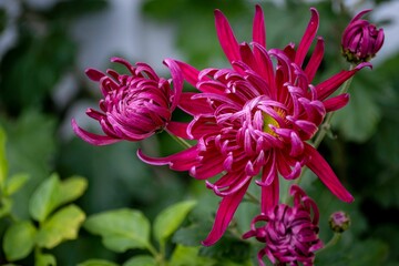 Wall Mural - Closeup of blooming pink Chrysanthemum