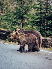 Sticker - two bears crossing the street next to a mountain side trees