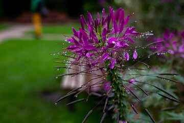 Wall Mural - rain drops on some purple flowers outside in the garden of a man