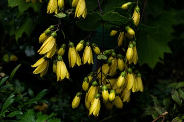 Poster - a plant with bunches of yellow and green flowers growing in the garden