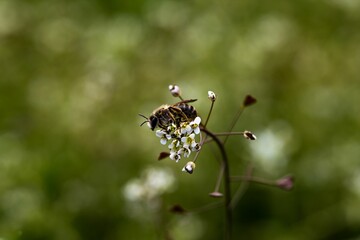 Poster - Closeup of a bee on a white flower with a soft, out of focus background