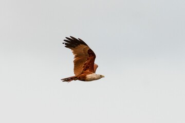 Poster - Brahminy kite soaring through a white sky