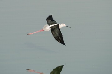 Canvas Print - Black-winged stilt soaring against the blue background