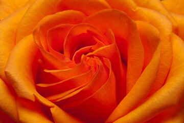 Wall Mural - close up image of single orange rose