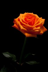 Wall Mural - close up image of single orange rose