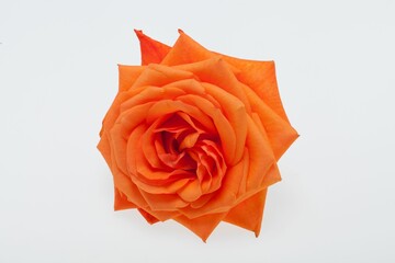 Sticker - orange single rose isolated on white background