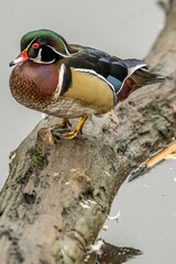 Wall Mural - Male Carolina duck resting on the wooden log. Aix sponsa.