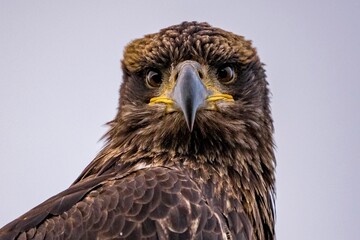 Sticker - Closeup shot of a juvenile bald eagle looking at the camera.