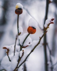 Wall Mural - Vertical closeup shot of branches with buds covered in snow