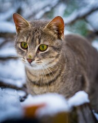 Poster - Vertical closeup shot of an adorable tabby cat with green eyes in a snowy park