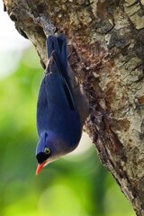 Wall Mural - Vertical shot of a velvet-fronted nuthatch on a tree bark