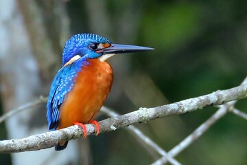 Wall Mural - Male common kingfisher perched on a branch