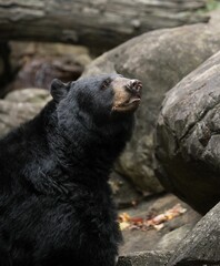 Sticker - Vertical closeup of a Black Bear in the North Carolina Zoo, Ashboro, USA