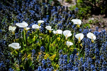 Canvas Print - Scenic view of white calla lilies in the Descanso Gardens in Los Angeles.