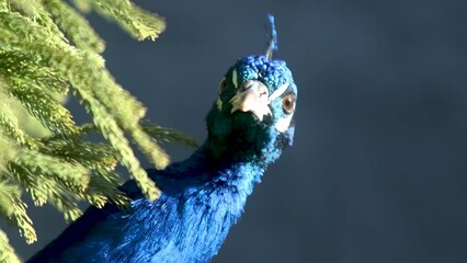 Wall Mural - Closeup shot of the head portrait of an Indian peafowl looking around