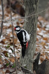 Sticker - Closeup shot of a great spotted woodpecker on a tree trunk. Dendrocopos major.