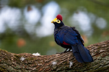 Wall Mural - Ross's Turaco - Tauraco rossae, beautiful colored bird from African forests and woodlands, Uganda.