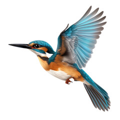 kingfisher on transparent background