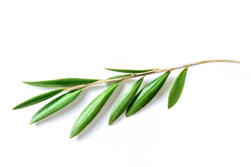 Olive tree branch with green leaves, isolated on a white background. Mediterranean plant, symbol of peace