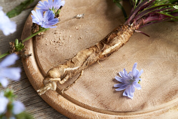 Wall Mural - Fresh chicory root, leaves and flowers