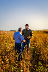 Wall Mural - Two farmers talking in a field examining soy crop before harvest.