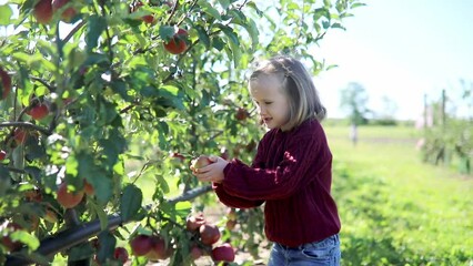 Wall Mural - Adorable preschooler girl picking red ripe organic apples in orchard or on farm on a fall day