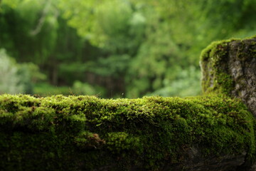 Wall Mural - Moss covered the log. The bright green moss contrasts with the brown color of the logs. make you feel alive They are often found in areas with high humidity, such as forests, parks, and along waterway
