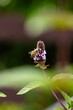 Biene beim Pollen sammeln an der Blüte