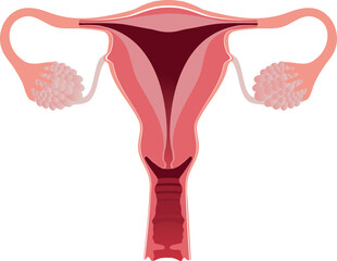 Detailed female reproductive system. uterus, fallopian tubes, ovary, endometrium, vagina