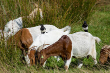 Magpies Perched On The Back Of  White And Brown Goats	
