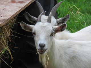 Sticker - close up portrait of pretty white goat with another goat standing directly behind