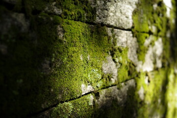 Wall Mural - Sunlight hits the stone walls covered in green moss. Which likes to grow well in the shade or in places with high humidity. Helps absorb noise and dust. Helps adjust temperature in the air
