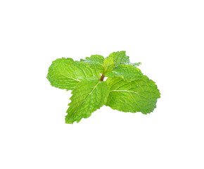 Poster - Mint leaf transparent png