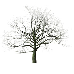 Poster - 3D PNG tree without leaf or death tree 3d application render with high quality detail, PNG transparent no background, 3d illustrations rendering 