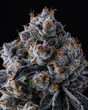 Cannabis Macro close up