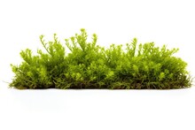 Vibrant Green Nature With Lush Flora, Moss And Textured Patterns On A White Background.