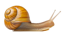 Snail Isolated On Transparent Background Cutout