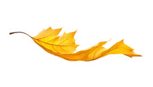 Yellow Maple Leaf Isolated On Transparent Background Cutout