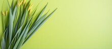 Closeup Of Isolated Lemongrass Isolated Pastel Background Copy Space