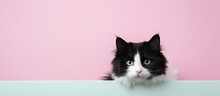 Black And White Cat Isolated Pastel Background Copy Space Backdrop With Fur