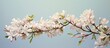 Copy space isolates locust tree blossom