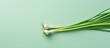 Spring onion isolated on a isolated pastel background Copy space
