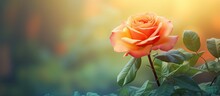 Closeup Of An Orange Rose And Green Leaf In The Park With Copy Space Background Isolated Pastel Background Copy Space