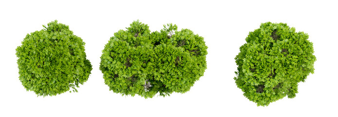 Poster - green tree top view shooting PNG file, 3d illustration rendering 