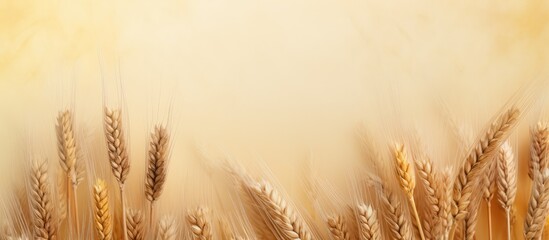 Poster - Texture of wheat grain on a isolated pastel background Copy space